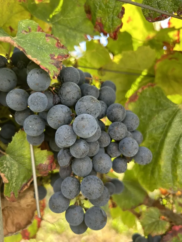 chateau-saint-sernin-actualites-nos-vins-raisins-rescapes