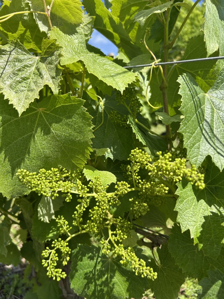 chateau-saint-sernin-cahors-lot-vignes-printemps-1