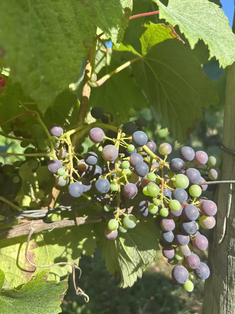 Chateau-saint-sernin-vignoble-cahors-lot-veraison-1