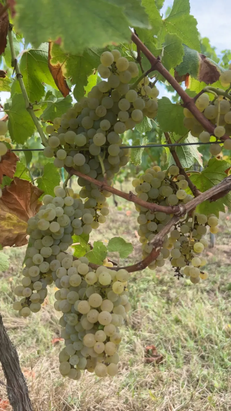Chateau-saint-sernin-vignoble-cahors-lot-vendanges-2025-1