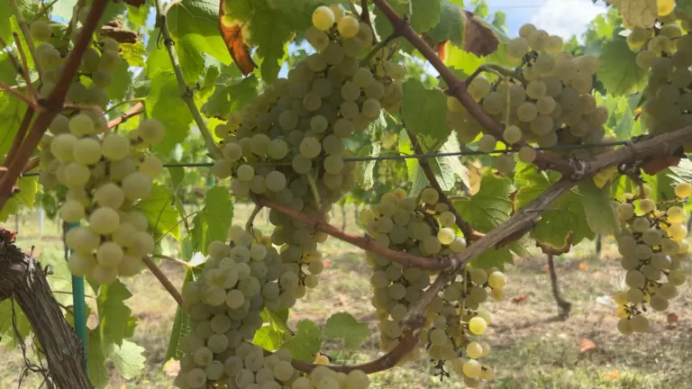 Chateau-saint-sernin-vignoble-cahors-lot-vendanges-2025-2